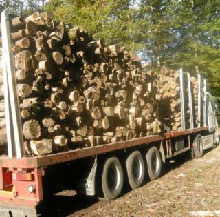 Promo de bois de chauffage pour tout usage