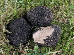 Truffes,  Truffes noires,  Truffes blanches